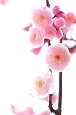 wowtastic-nature:  Fairytale by  *Sakura* on Flickr (Original size - Height: 1024px - Width: 681px)  