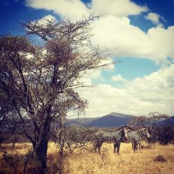 Hello there beauty&rsquo;s! We saw the zebras on our way to look for elephants. To see creatures like these in the wild is such a blessing! #Samburu❤️ by doutzen