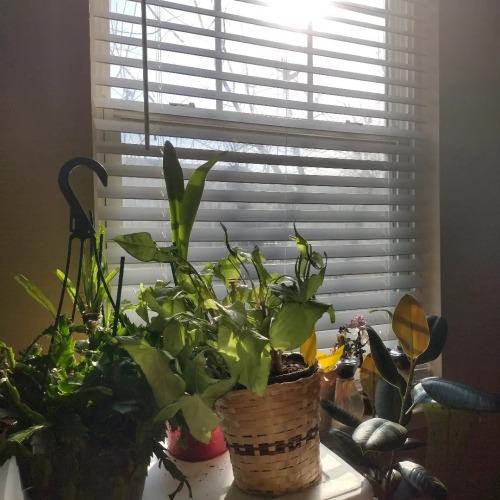 Sun-kissed In The Morning Light