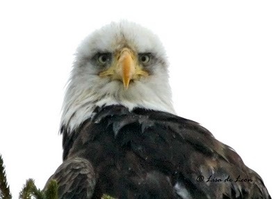 thegirlfrommexico:  thewarblerette:  mrthorinton:  clarabosswald:  so i saw this photo of a harpy eagleand i thought “woah what a noble beast” so i searched for more photos and i just  even the babiesi mean  this goes with almost all predator birds 