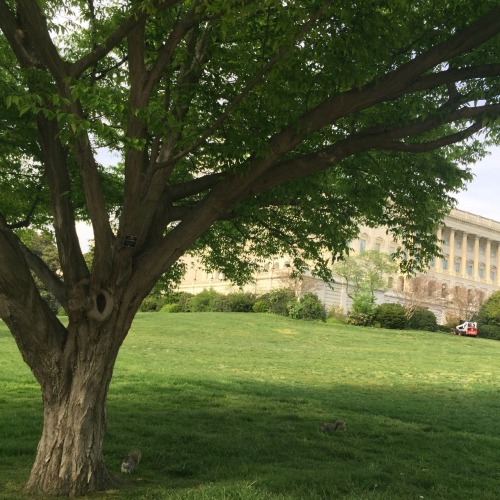 trees at the capitol :)