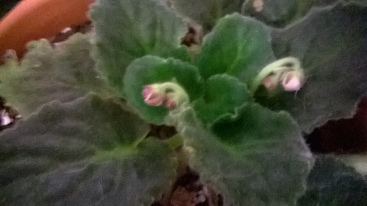 These violets were struggling but they love my bathroom window! It&rsquo;s a