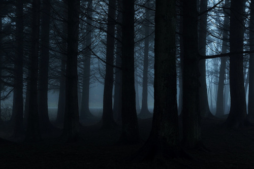 foggy forest by lisealv on Flickr.