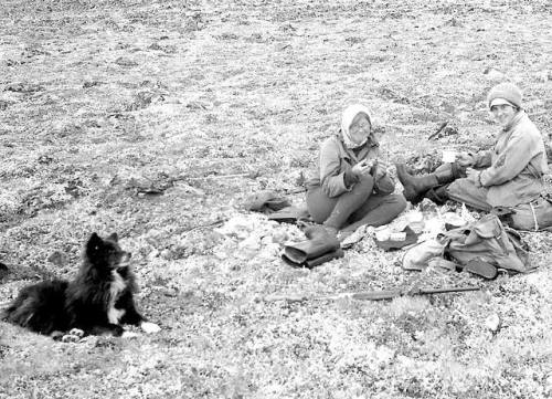 Nenets laika Ненецька лайка “From the archive of photo memories of the Kolyma geologist Mikhail Lapi