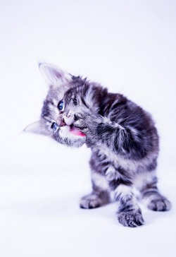 this-is-wild:  Baby Cat(Martina Gustafsson)