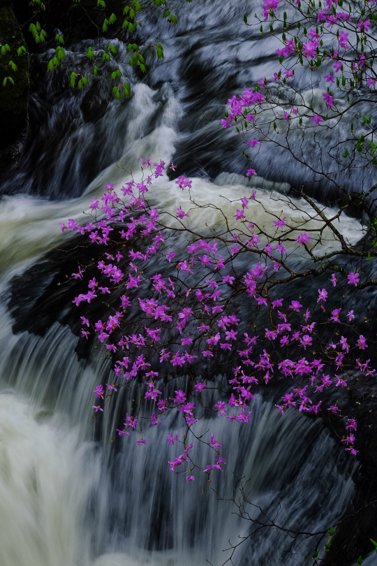 tulipnight:  Bloom Togokumitsuba azalea by Michiyoshi Akiyama 