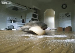 sixpenceee:A recent viral video claims a live claim is licking salt off the table. In reality, howev