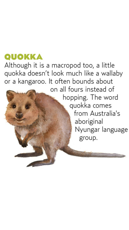 Some Marsupial Monday fun facts