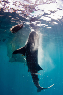 thelovelyseas:Vertical feeding whale shark