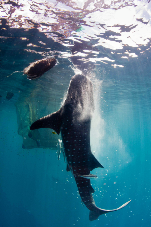 XXX thelovelyseas:Vertical feeding whale shark photo