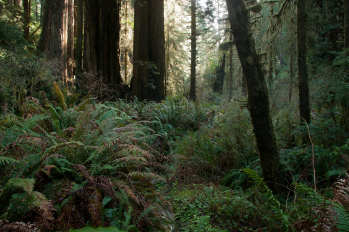 Approaching Fern Canyon by Diego Cupolo