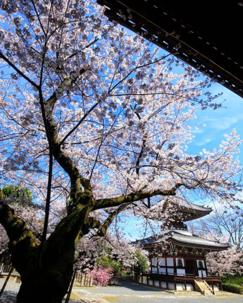 【京都府】本法寺桜 . ほどほどに写真が大量なので ちょびちょび更新していきます . （2022/04/01撮影） . #本法寺 #本法寺の桜 #西陣 #京都桜 #春の京都 #桜2022 #桜 #桜満