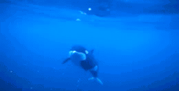 kitten-inwonderland:  keikoisbetterthanyou:  An orca shows off a herring to a diver in Norway (x)  americankinkstory these guys are cool…but they eat poor penguins