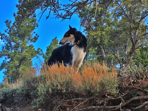 On a recent hike&hellip;Ghost in the golden brush c: