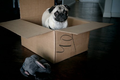 Step 1: Put yo Pug in a box