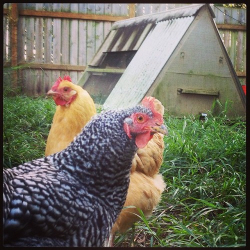 Good morning, #chickens! (at Ha'iku, Maui)