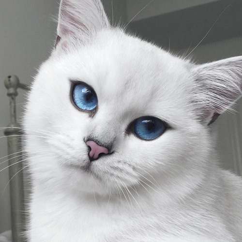 boredpanda:    This Cat Has The Most Beautiful Eyes Ever     <3 o<3