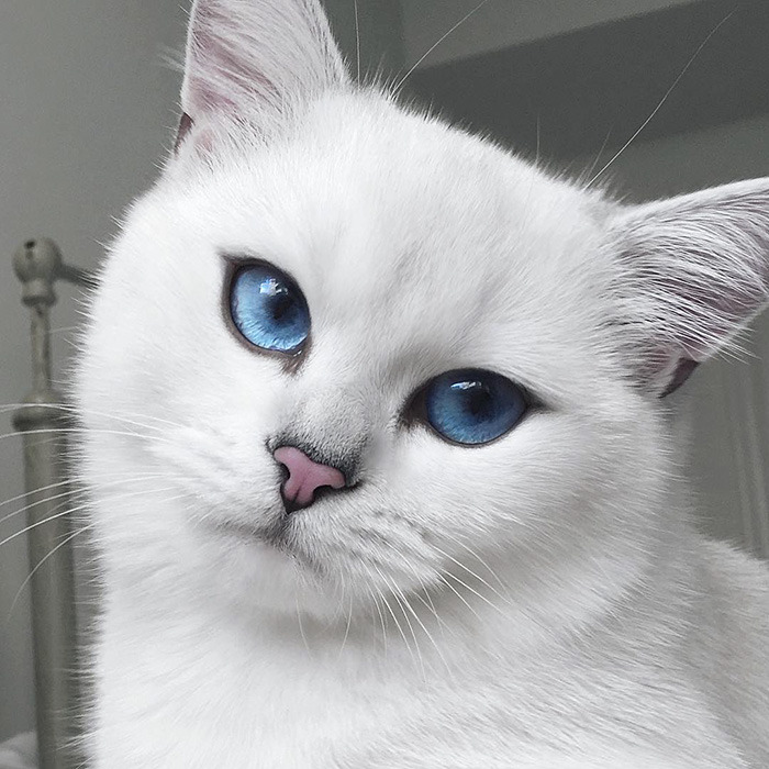 wilwheaton:  beardset:  awesome-picz:  This Cat Has The Most Beautiful Eyes Ever.