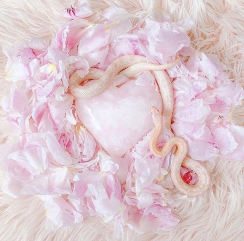 ambertheleaf:unicorndollhouse:The Rose Serpent @civet-coffee