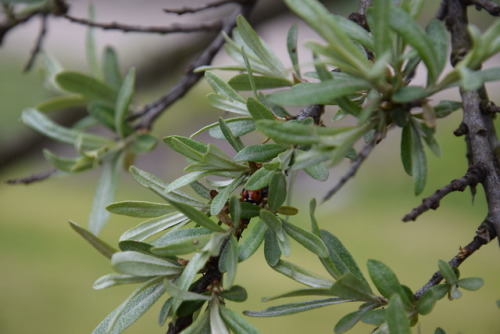 forest plants