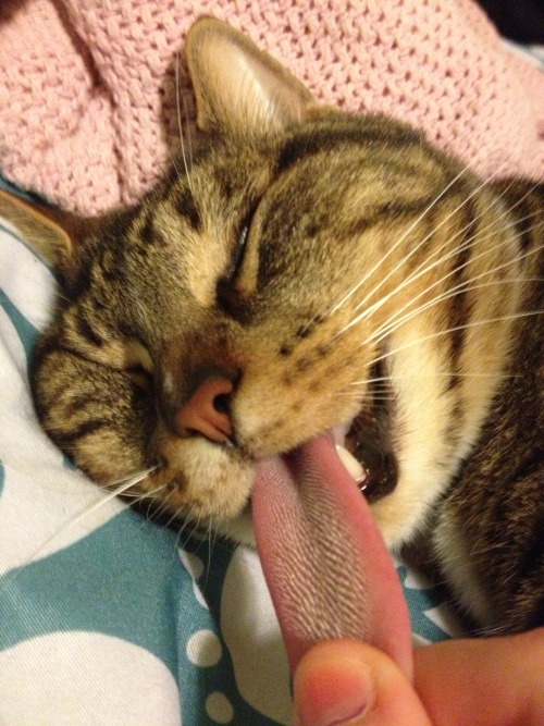 spacedalyssa:  I STUCK MY FINGERS IN MALFOYS MOUTH AND HE’S LIKE SLEEPING LIKE A DEAD CAT OR WAHTEVER AND I JUST PULL OUT HIS TONGUE AND HE JUST DOESN’T DO ANYTHING I’M LAUGHING SO HARD, OGMMF 