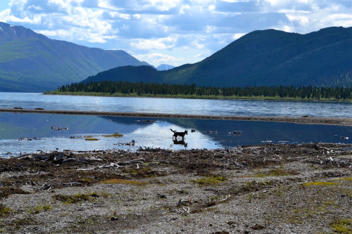 sled dogs