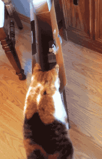 disgustinganimals:  colonel—dog:  buzzfeed:  sometimes “if i fits, i sits” isn’t the best motto.  so is there a scientific animal behaviorist or whatever reason for cats just trying to squeeze into everything?  a clever ruse. don’t fall for