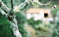nostalgic-dreaming:  Spider pool by AndréCoelho on Flickr. 