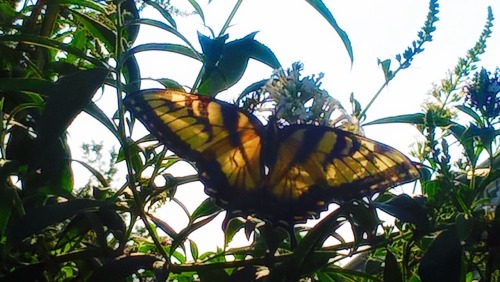 shelovesplants: Really love these photos Bc the way the sun is shining makes her wings looks transpa