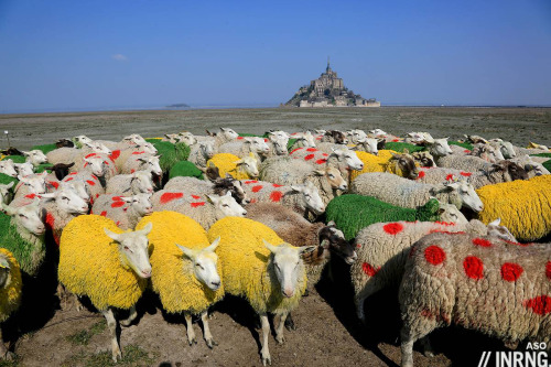 inrng: 99 days to the Tour de France start at Mont St Michel in northern France.The peloton of sheep