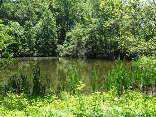 LIttle hike around a pond with lots of frogs calling, sounded like Eastern Cricket and Green Frogs.&