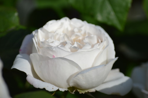 Roses in our garden.