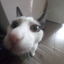 pedr0gril0