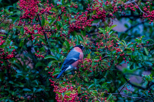 A Feast for a FinchGalway, November 2018