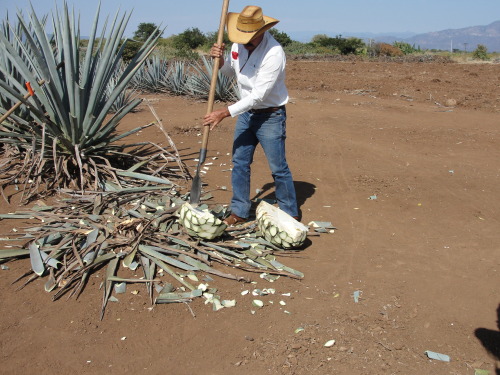 maybeimissedthepoint:  today in tough jobs   (part 2) El jimador 