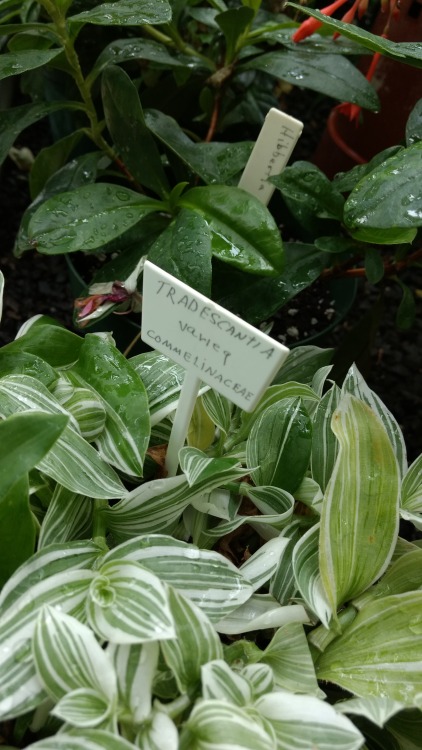 12/7/16: Tradescantia variegata; beautiful variety of “creeping” plant and thus is a ver