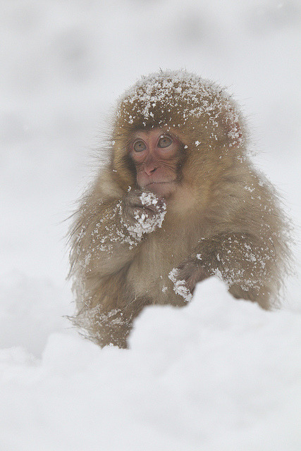 Snow monkeys jigokudani