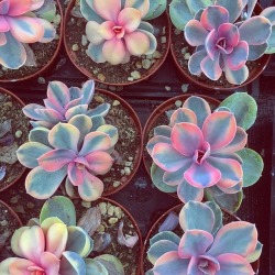 moonlitcreatures:  #QOTD - Do you have or like succulents? I do! They’re a wonderful way to add some greenery to your home no matter how small - And they’re hypoallergenic too haha! 🌱🌱🌱