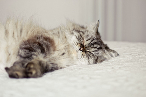 aspirates:sleepy kitty by Shandi-lee on Flickr.