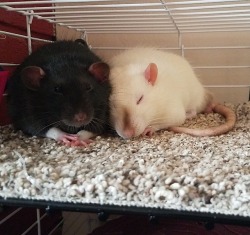 Alr1208:Snuggle Buddies Being Extra Cute To Show The World That Rats Aren’t Gross