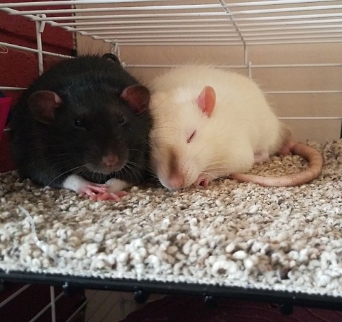 alr1208:Snuggle buddies being extra cute to show the world that rats aren’t gross