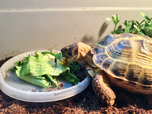 Mom has returned—with dandelions and clover for me!  While Mom has been gone, Granddad re