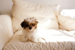 doggie en We Heart It. http://weheartit.com/entry/74477905/via/demiwagemakerx