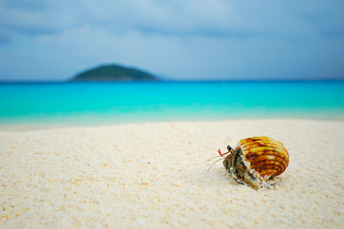 Hermit Crab. Photo by Sakkarin Kamutsri