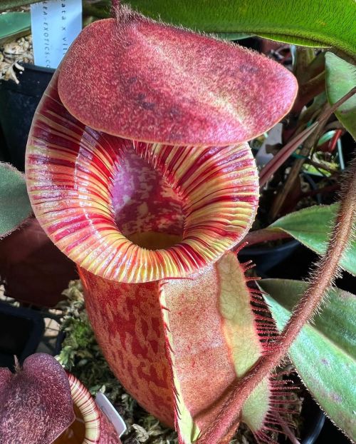 Nepenthes peltata x villosa is an incredible hybrid by @shinya_yamda (at Colorado Springs, Colorado)
