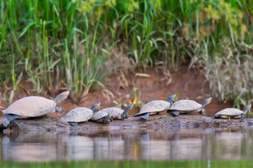 nubbsgalore: photos by jeff cremer of orange julia and sulfur yellow butterflies drinking the salty