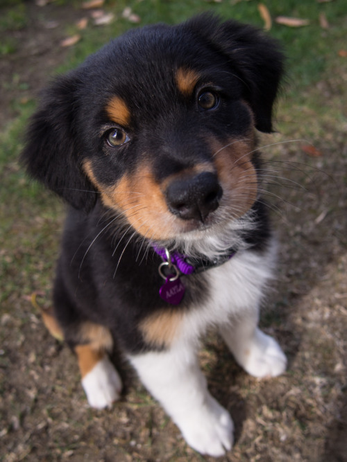 finishingflight:The new puppy, this is Aayla when I first brought her home at 8 weeks. She is a blac