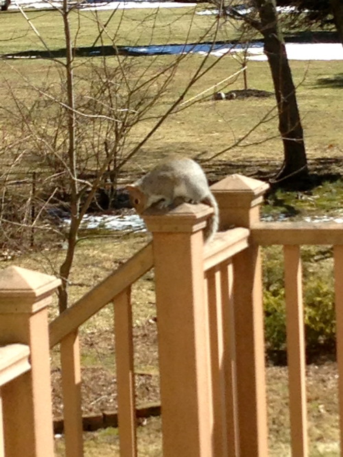will-grahams-straitjacket:cute squirrel perched on the ledge