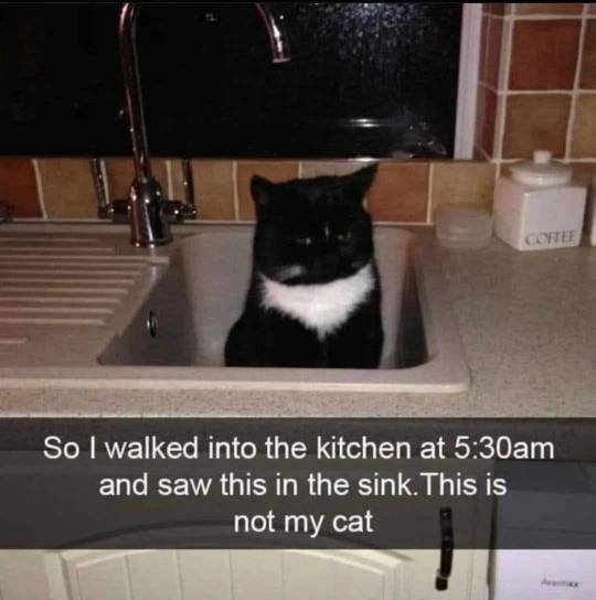 Daily Cat Memes on Tumblr