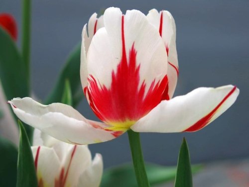 sixpenceee: The Canada 150 tulip, also known as the Maple Leaf tulip, is the official tulip of the C